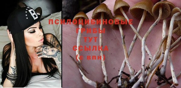 ПСИЛОЦИБИНОВЫЕ ГРИБЫ Вязьма